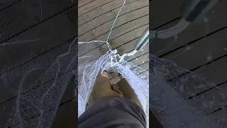 Thumbnail: How to throw cast net! #louisiana #fishing #pelicanboneoutdoors #castnet