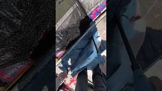 Thumbnail: SHARKS on a Jugline!!! #shark #fishing #pelicanboneoutdoors #louisiana