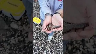 Thumbnail: We found the SHRIMP!! #louisiana #shrimp #pelicanboneoutdoors