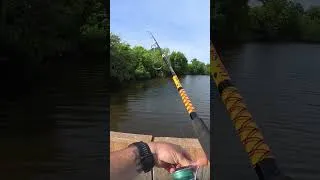 Thumbnail: Alligator Rescue Attempt! #louisiana #alligator #pelicanboneoutdoors