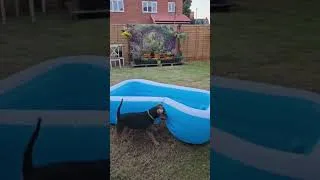 Thumbnail: No Max 🤬#dogshorts #doglife #naughtydogs