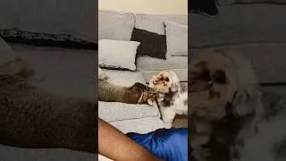Thumbnail: 9 month old puppy playing with 5 month old kitten A September 27, 2024