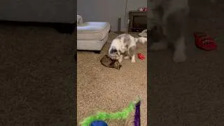 Thumbnail: 9 month old puppy playing with 5 month old kitten September 27, 2024