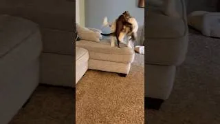 Thumbnail: 9 month old puppy vs 5 month old kitten September 23, 2024