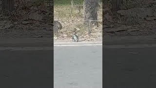 Thumbnail: beautiful monkey