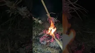 Thumbnail: We Caught 100 Rats in One Night