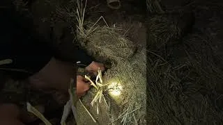 Thumbnail: Catching 100 Rats Overnight!
