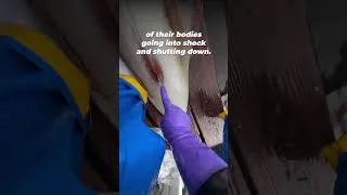Thumbnail: He Caught a Squid—Then Did THIS 💔🦑