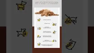 Thumbnail: Bloat & GDV Emergency in Dogs | What Every Vet & Pet Owner Must Know