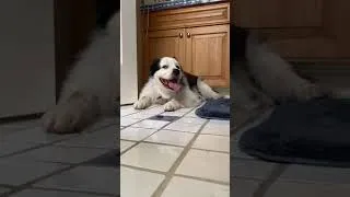 Thumbnail: Drummer And Dog