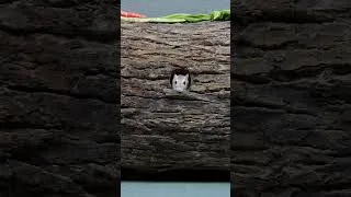 Thumbnail: Cat Games For Cats Only - Video For Cats #shorts  #catandmousegame