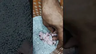 Thumbnail: Budgies Hand Feeding by Sultan the Pet World Expert #budgies #handfeedingchicks #handtamedbirds