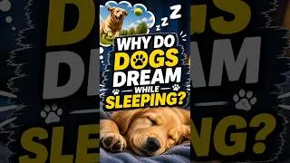 Thumbnail: Why Do Dogs Dream While Sleeping? 🐶💤