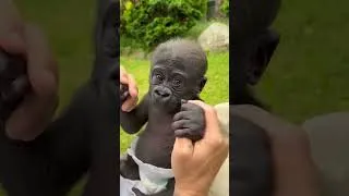 Thumbnail: Before & After Animals Growing Up | Amazing Animal Transformation #shorts #animals