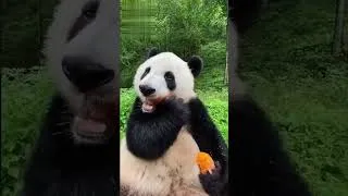 Thumbnail: Before & After Animals Growing Up | Amazing Animal Transformation #shorts #animals