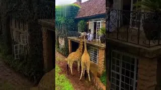 Thumbnail: Before & After Animals Growing Up | Amazing Animal Transformation #shorts #animals