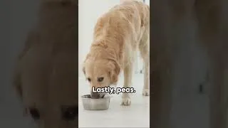 Thumbnail: 5 Things to add to your dog's kibble!