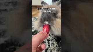 Thumbnail: What’s your rabbits favorite fruit? #bunny #houserabbit