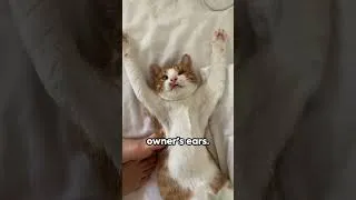 Thumbnail: Is your cat happy? Body language can tell you.