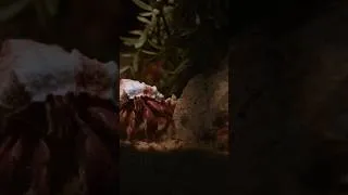 Thumbnail: Land Hermit Crabs: Substrate requirements #hermitcrab #wildlife #crabitat #crab