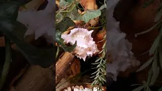 Thumbnail: Land Hermit Crabs Intro