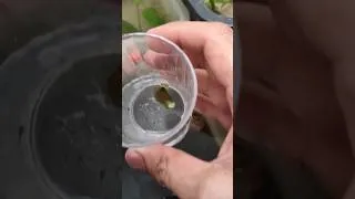 Thumbnail: New batch of PDERT fry #guppies #guppyfish #aquariumfishfish #dumboearguppy #pdert