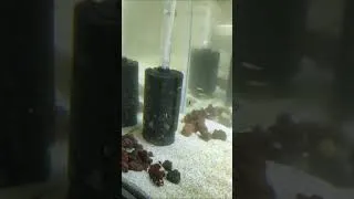 Thumbnail: Female Guppies unexpected drop fry #guppies #aquariumfishfish #guppyfish #dumboearguppy