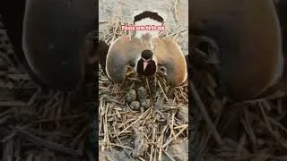 Thumbnail: Supne de vich aia kar maa #savebirds #maa #egg