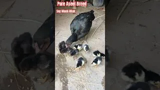 Thumbnail: Pure Aseel Breed || Aseel Chick 🐣 #aseel #aseelbachhe #aseelmurga