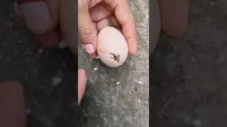 Thumbnail: Amazing egg hatching 🐣🐣🐥