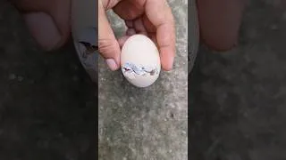 Thumbnail: Amazing hen chick hatching 🐣🐣🐣