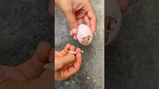 Thumbnail: Successful Hatch: All Geese Are Here!