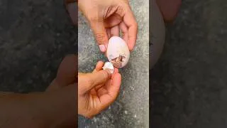 Thumbnail: Found live Chick under egg shells #shorts #shortvideo