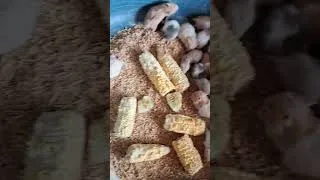 Thumbnail: 7008166259 #syrianhamster  #hamster #hamsteravailable #trending #viral #petvideos