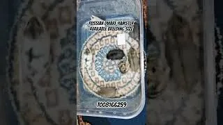 Thumbnail: 🐹7008166259🐹 russian dwarf hamster available #ytshorts #dwarfhamster #russiandwarfhamster #shorts