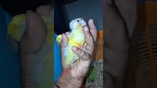 Thumbnail: 7008166259 #pinappleconurechicks #shorts #ytshorts #pinappleconure #viral
