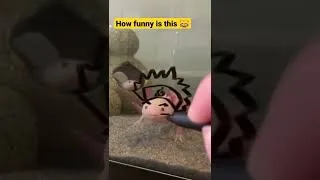 Thumbnail: anime vs axolotl 😂 being lit