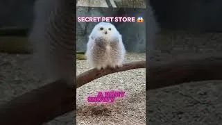 Thumbnail: The Cutest Shopping Cart Ever!!!🥺 Who are you taking home? #shorts