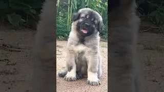 Thumbnail: Cliff @ 8weeks plus #dog #pets #puppy ❤️❤️