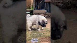 Thumbnail: Big Dog #shorts