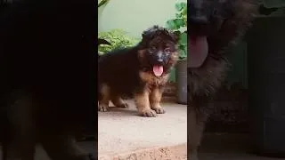 Thumbnail: She’s looks cute 🥰 #germanshepherd  #puppy