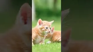 Thumbnail: Healing Sounds for Cats 😺 Comforting Music to Ease Anxiety & Deep Sleep  #funnycats #cats #catmusic