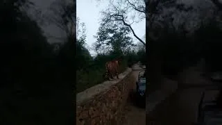 Thumbnail: Tiger makes an impressive and scary entrance for tourists #shorts #tiger
