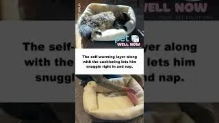 Thumbnail: Basics Heated Pet Bed #dog #pet #puppy #doglife
