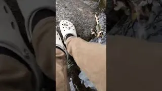 Thumbnail: Half-Eaten Eagles Dinner. Should I have finished it off? 👀 #camping #outdoors #nature #pnw