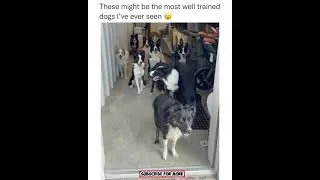Thumbnail: Most Trained Dogs I Have Ever Seen