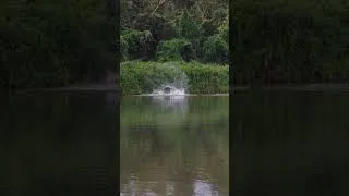 Thumbnail: INSANE Jungle Tarpon Blitz