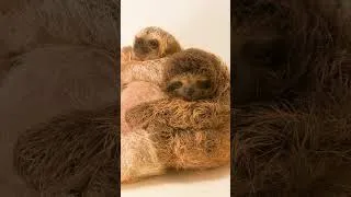 Thumbnail: Explore Photo Ark Babies