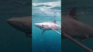 Thumbnail: My underwater camera setup for photographing Blue Sharks in the UK