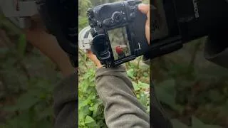 Thumbnail: Bird Photography Magic in North Bengal , Sony Camera to Stunning Bird Shots ,Bird Photography Shorts